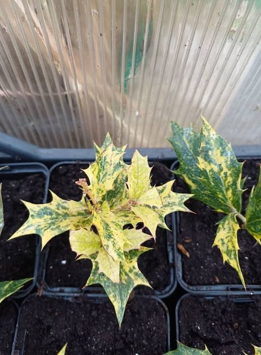 Османтус гошикі  вічнозелена рослина