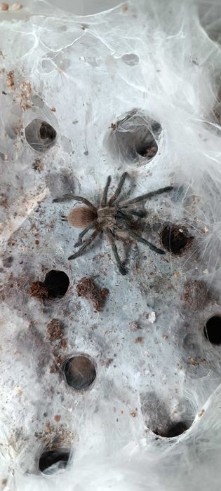 M. balfouri ~2.5DC