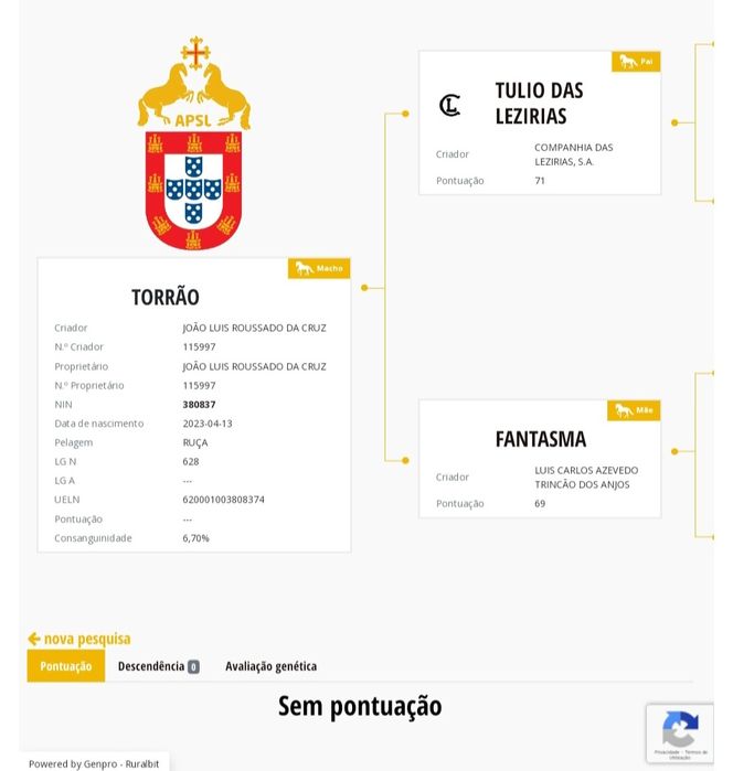 Poldro ruço lusitano