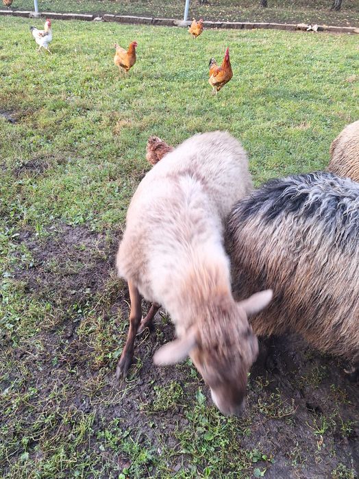 Sprzedam Jagnięta - zadbane