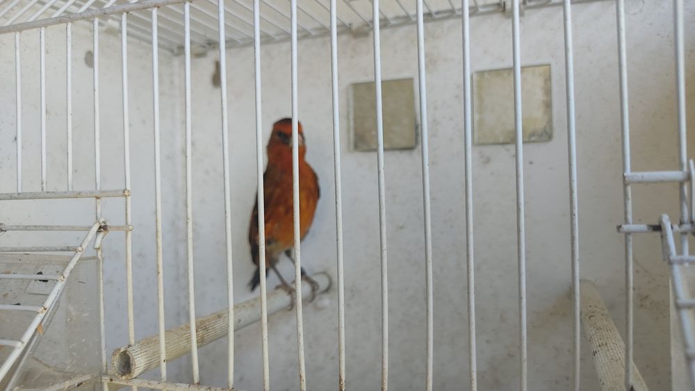 Híbrido de canário/pinta