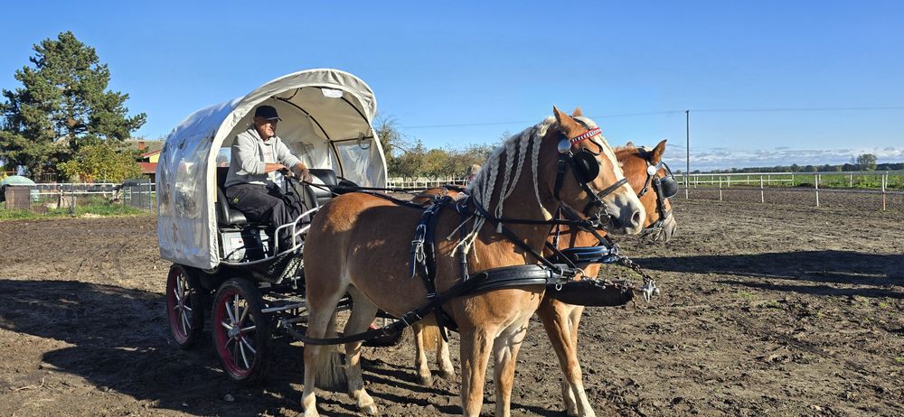 Klacz Haflinger Walka 4,5  roku