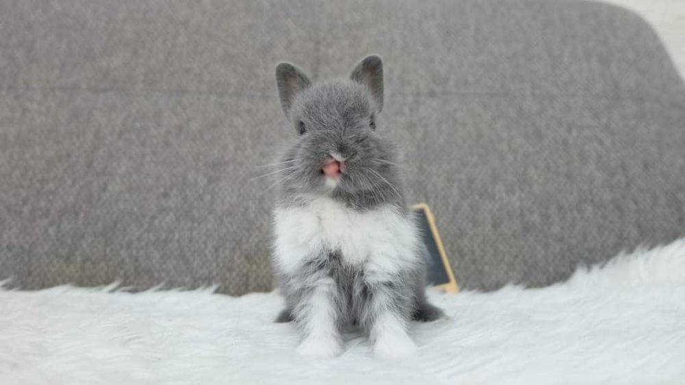 Coelhos anões Bebés +Gaiola Nova +alimentação adequada