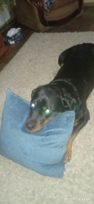 Ротвейлер девочка ищет мальчика срочно