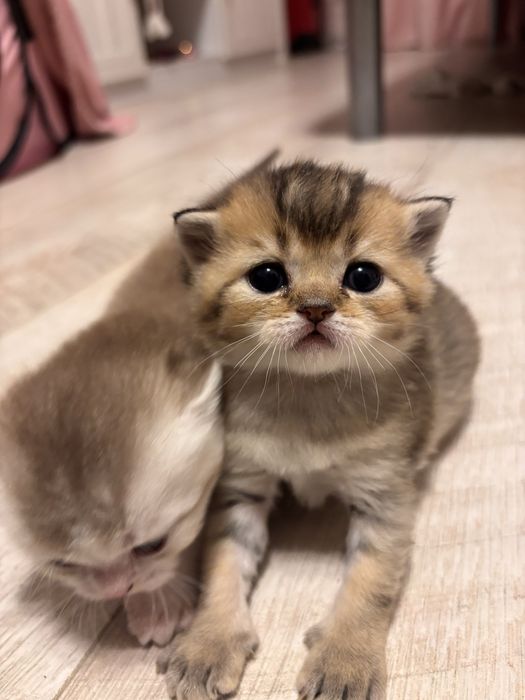 Шотландське кошеня