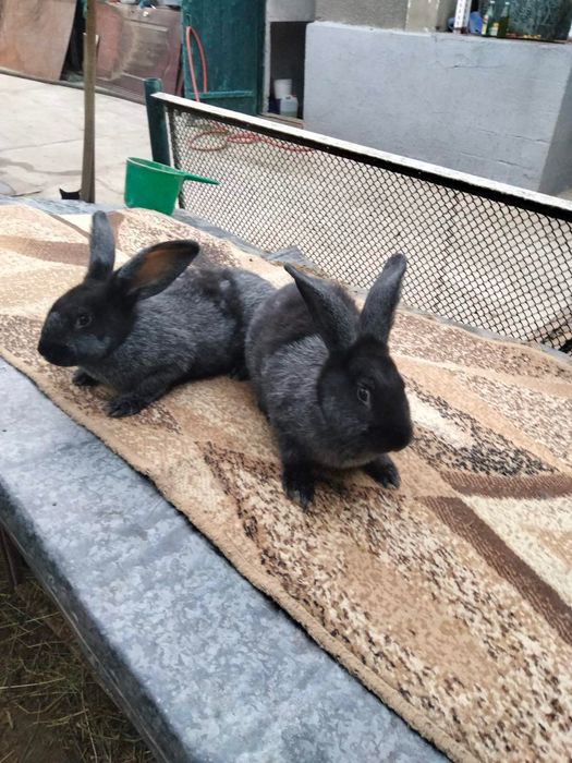 Продам мясо кроликів кролі німецький строкач, бургундець, полтавське с