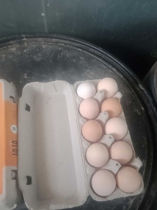 Jaja wiejskie sprzedam