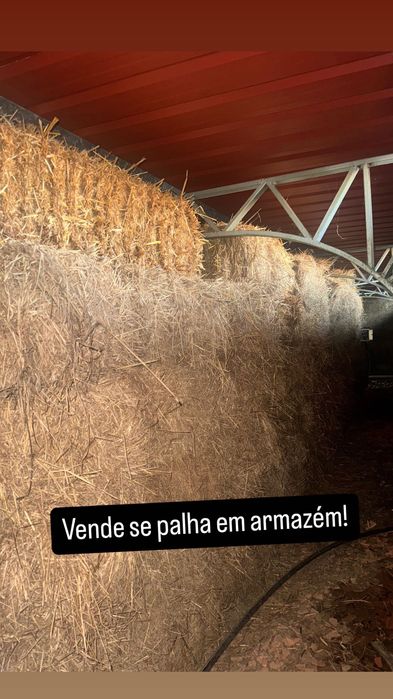 Vende palha nascediça