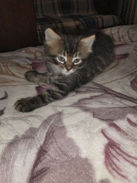Отдам даром котят