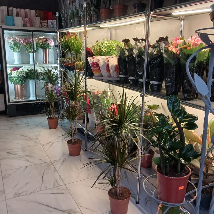 Великий вибір горшкових квітів с.Вільхівка центральна 48