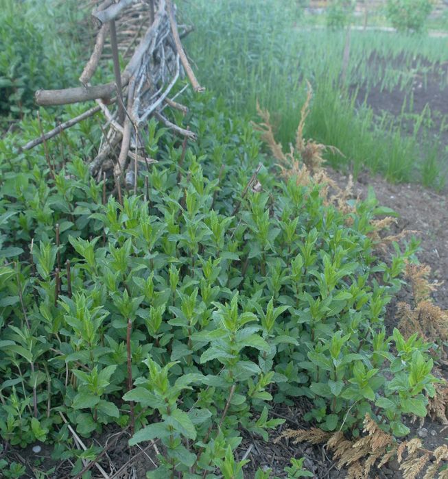 Гидролат мяты, лаванды, тимьяна, шалфея, мелиса, можевельник 100мл