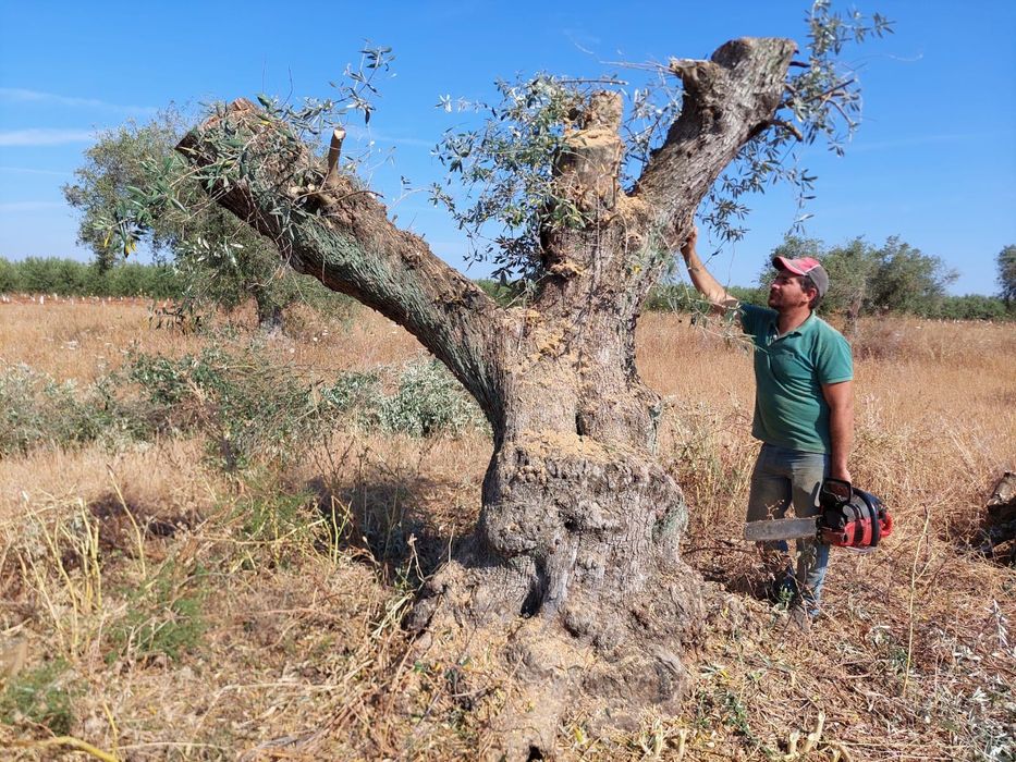 Oliveiras centenárias