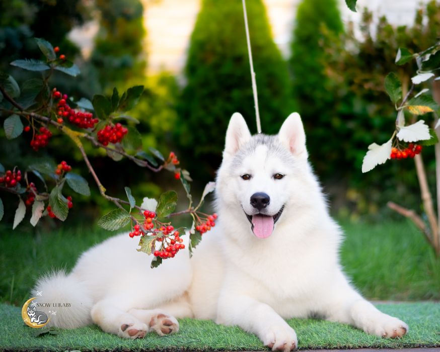 Szczenię Siberian Husky z rodowodem ZKwP/FCI