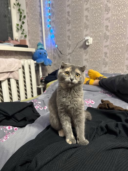 Вислоухая шотландская ласковая девочка котёнок в любящую семью