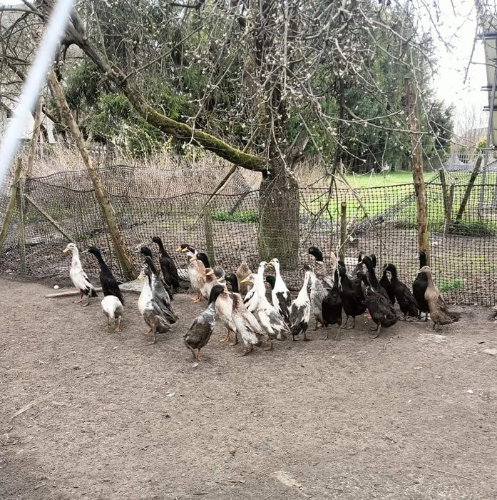 Sprzedam gęsi,  kaczki biegusy , brojlery