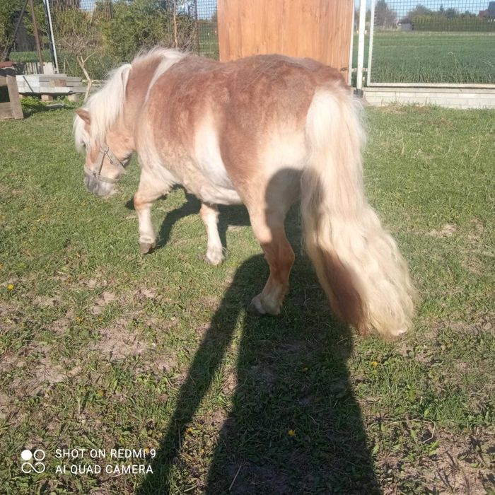 Kuce kucyki miniaturka