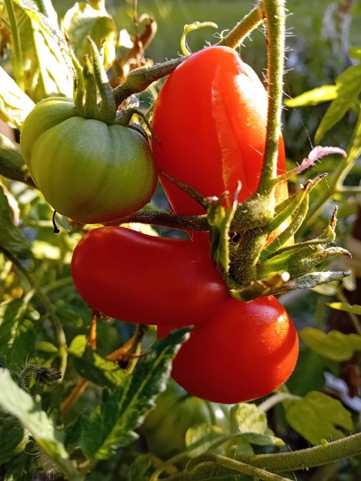 Dżem z dyni i jabłek , truskawek, wiśni ,czarnej  porzeczki , jabłka