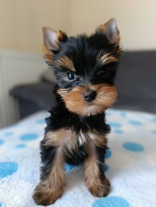 Mini BOY Yorkshire terrier czarno złoty