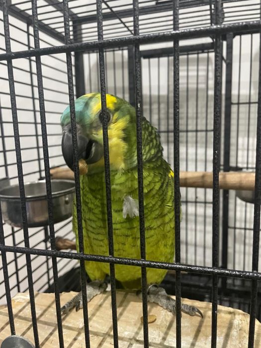 Papagaia femea com 6 meses com gaiola incluida