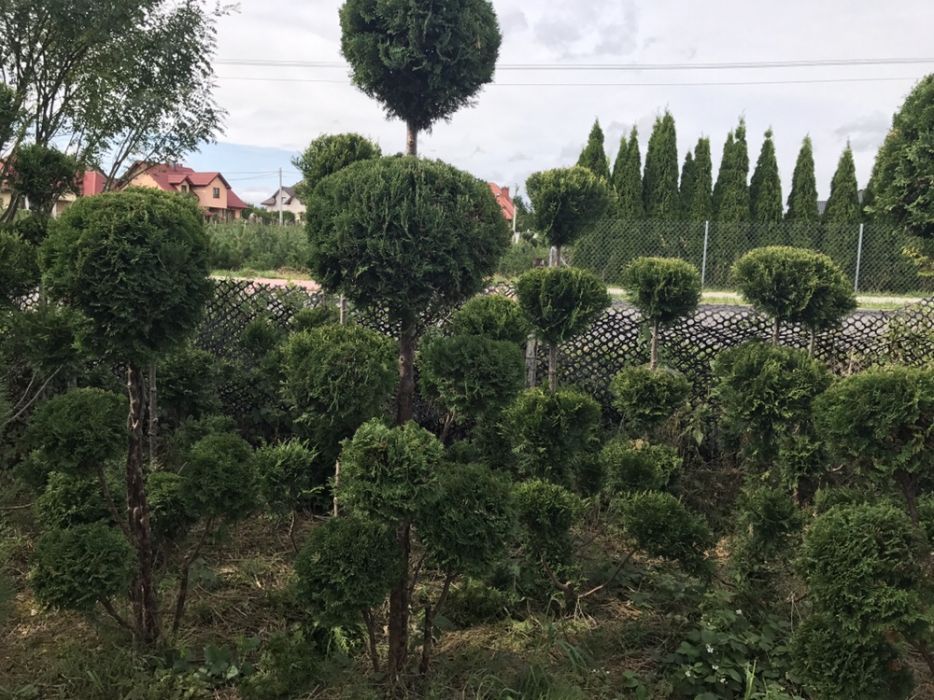 Tuja formowana BONSAI wysokość 150-300cm.