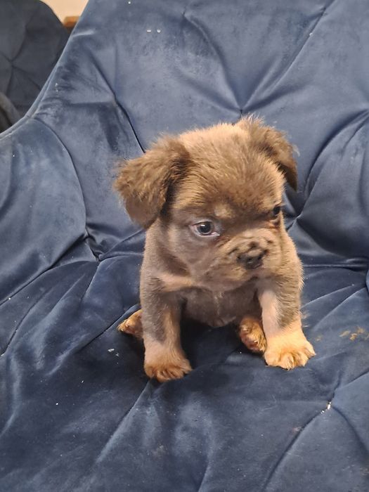 Szczeniak buldog francuski piesek blue tan flufy