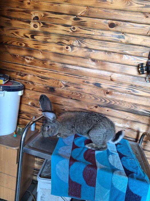 Króliki Belgijskie  Bos