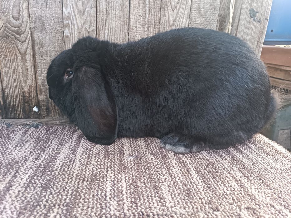 Продам робочих самцов и самок французского барана.
Привиты.
Цена 250 г