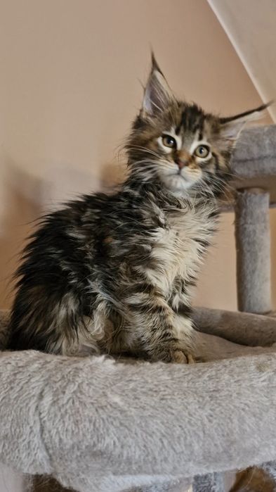 Femia    MAINE COON  com  LOP