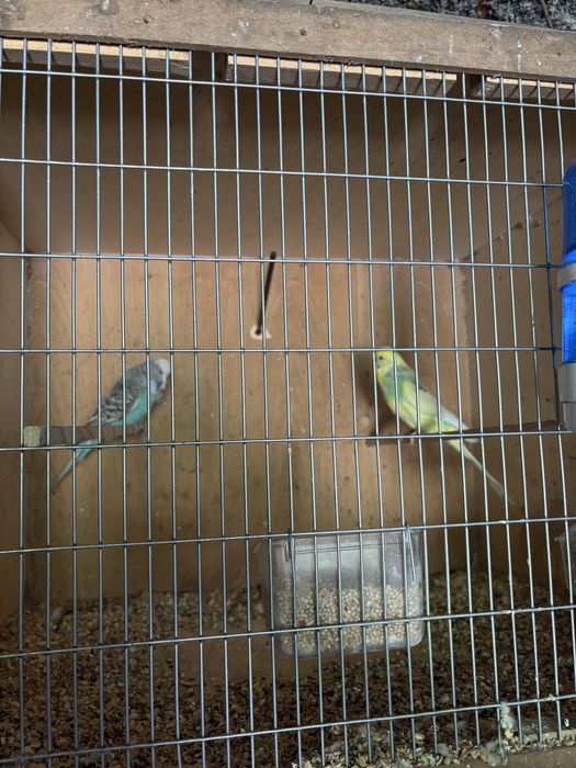 Casal de piriquitos