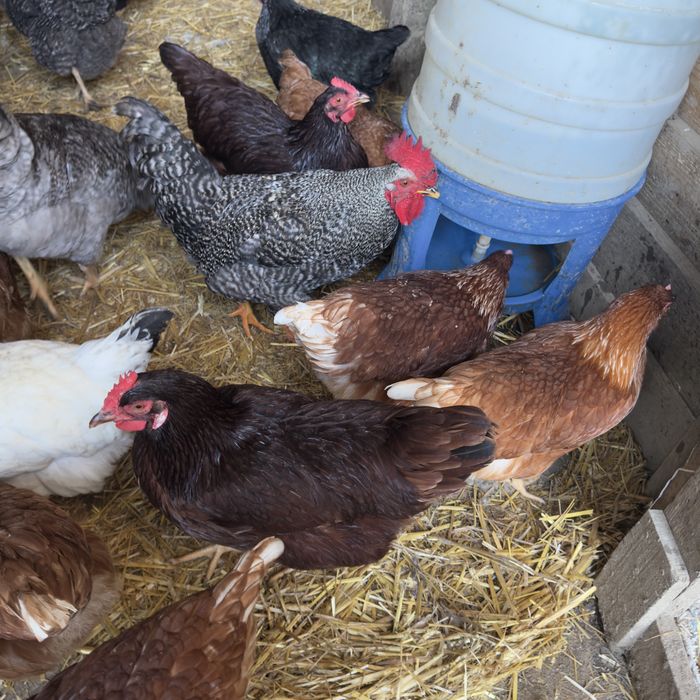 galos troco por duas poedeiras cada galo até sábado ou domingo