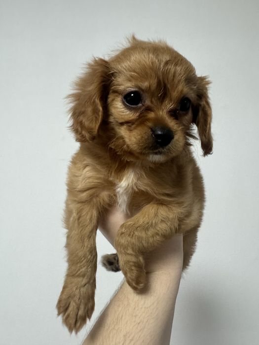 Мальтіпу щенки.