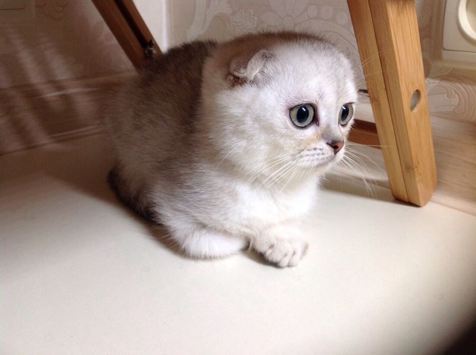 Вислоухие шотландские котики серебристые шиншиллы