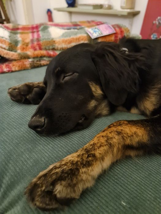 Shollie para adoção