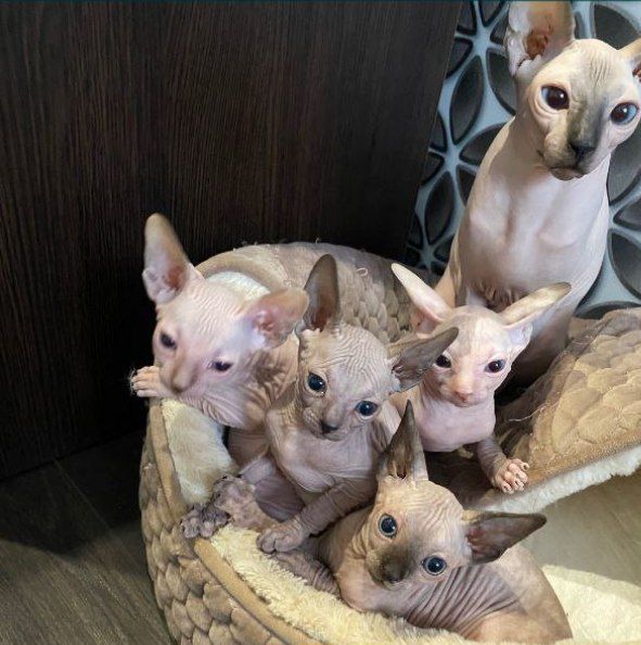 Вязка сфинксов (самый лучший)