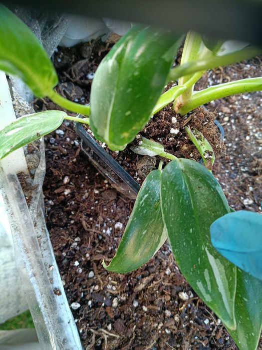 philodendron white wizard-sadzonki mniejsze