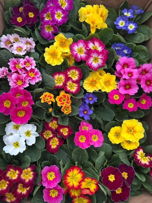 Примула до 14 лютого та 8 березня