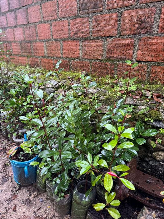 Photinias para sebes