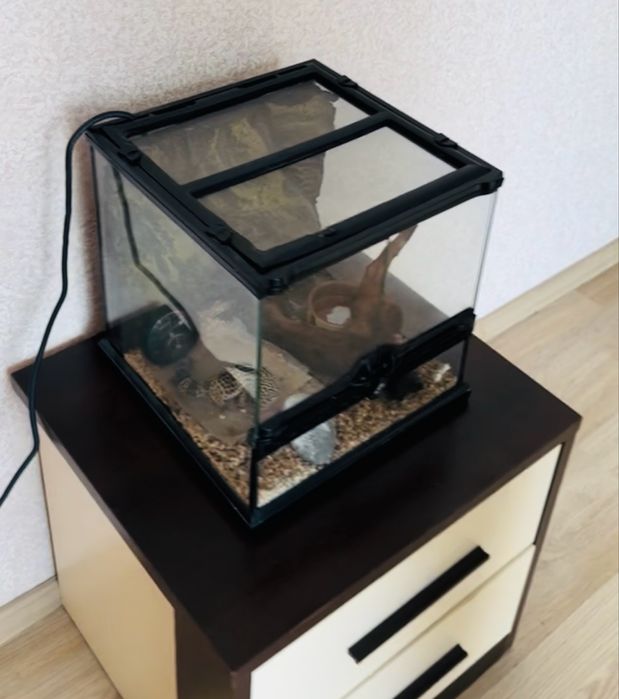 Еубліфар з тераріумом