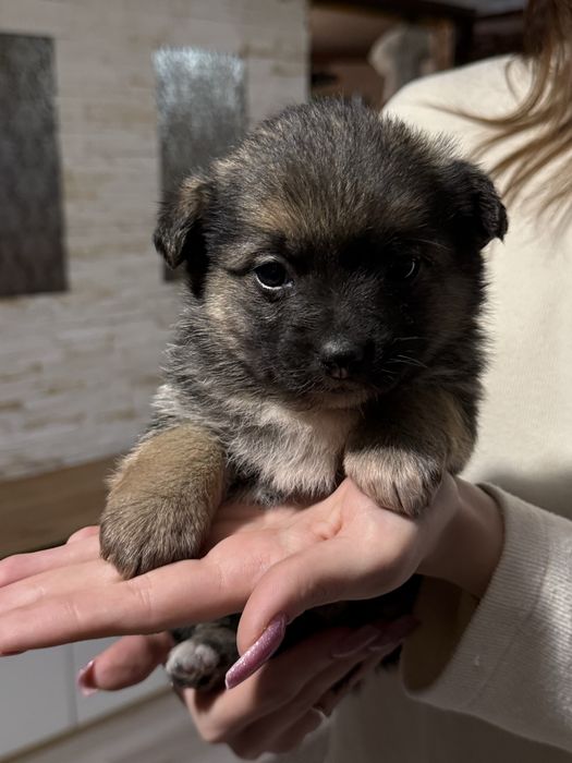 oddam za darmo pieski