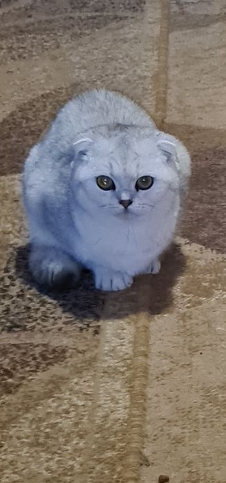 Серебриста шиншила