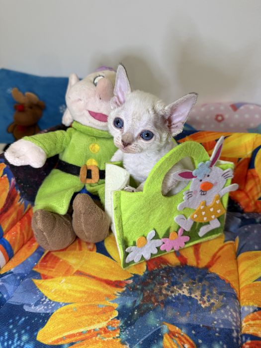 Девочка, 1,5 месяца, в любящую семью