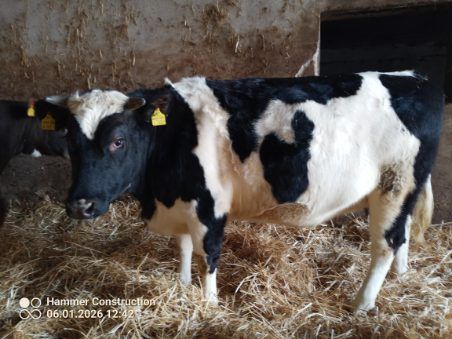 Jałówki cielne 7 miesięcy