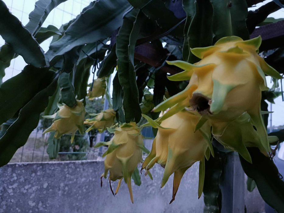 Estacas de Pitaya / Dragon Fruit / Fruta do Dragão