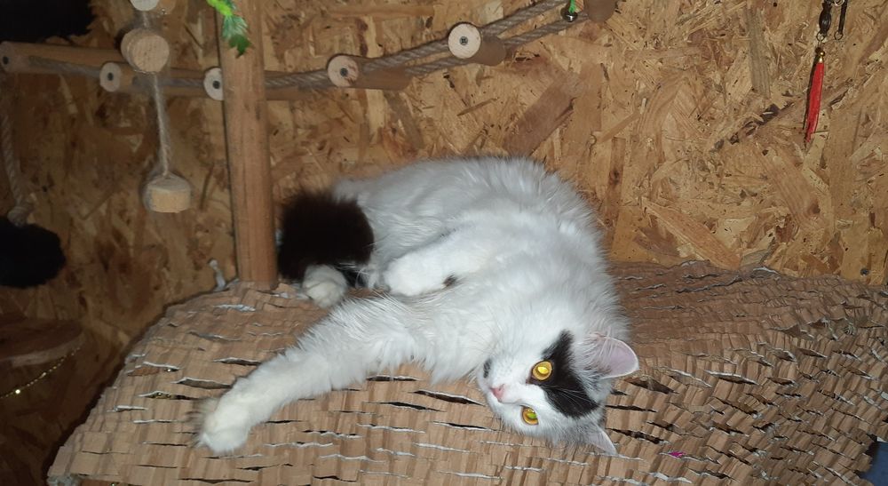 Кішечка шукає дім