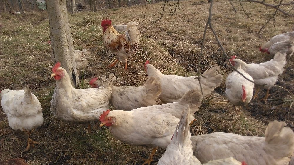 Jajka ekologiczne, z wolnego wybiegu, nioski naturalnie karmione