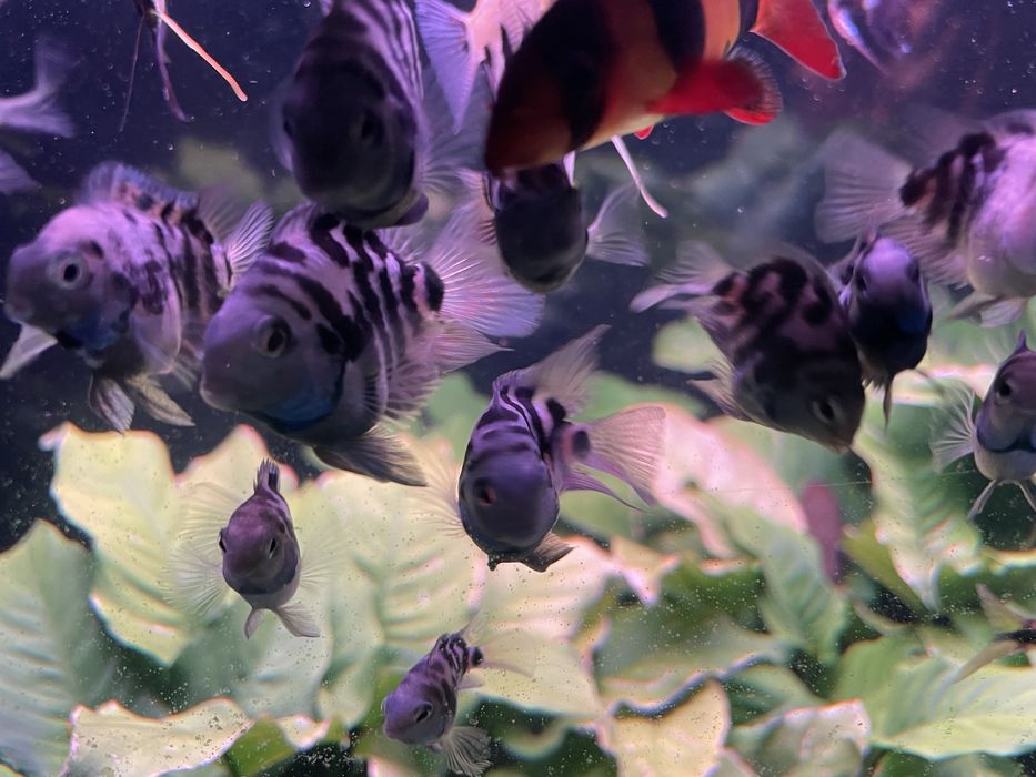 Pielegnica papuzia blue tiger mega promocja !!!