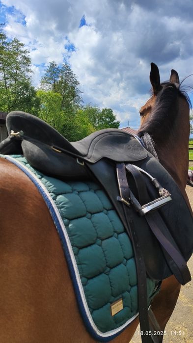 Сідло для коня Wintec Pro Feldmann. Коні , кобила