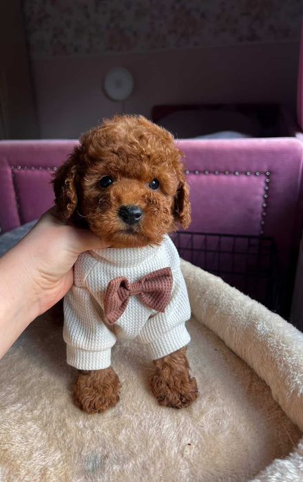 Pudel toy miniaturka