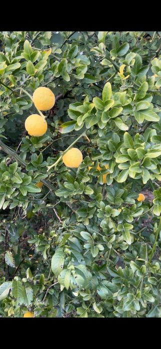 Понцирус трифоліата насіння