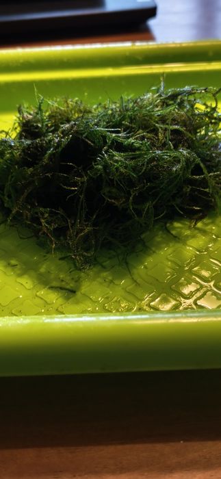 Musgo para aquário (Vesicularia sp.)